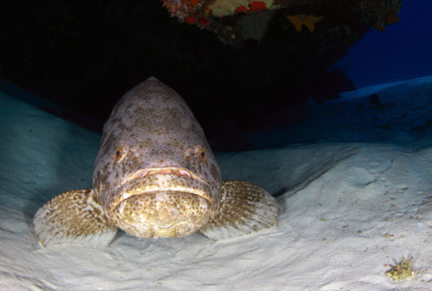 隧道捕猎小能手——海鳗