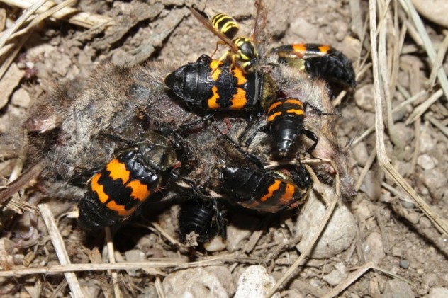 食腐甲虫和它们的小跟班