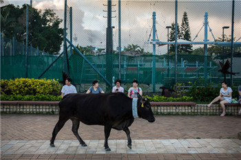 In Hong Kong, which is lined with tall buildings, give bisons a world of freedom to roam.jpg