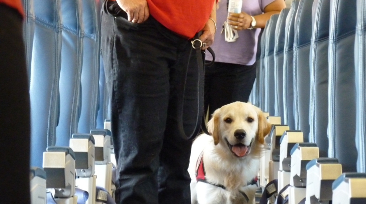 Delta Air Lines prohibits pets as checked baggage.jpg