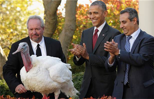 President Obama pardons turkey "Abe" on Thanksgiving Day.jpg