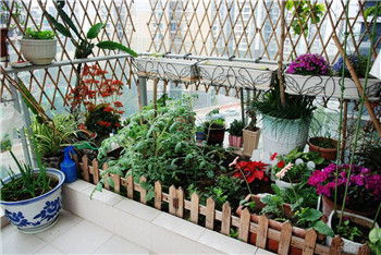 Working as a farmer in the city Chinese people grow vegetables and Americans grow hemp.jpg