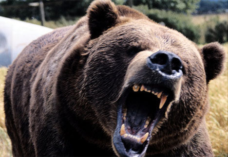 Hungry Bears 饥饿的熊