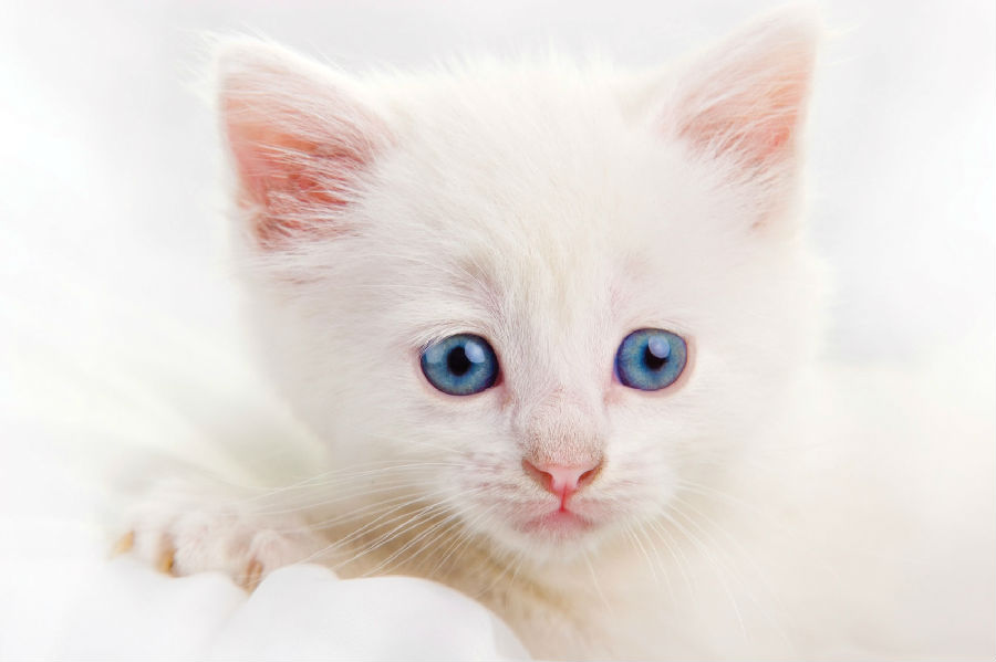 THE WHITE KITTEN.jpg