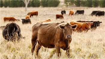 克隆牛成为气候变化新问题 Cloned cows create a new.jpg