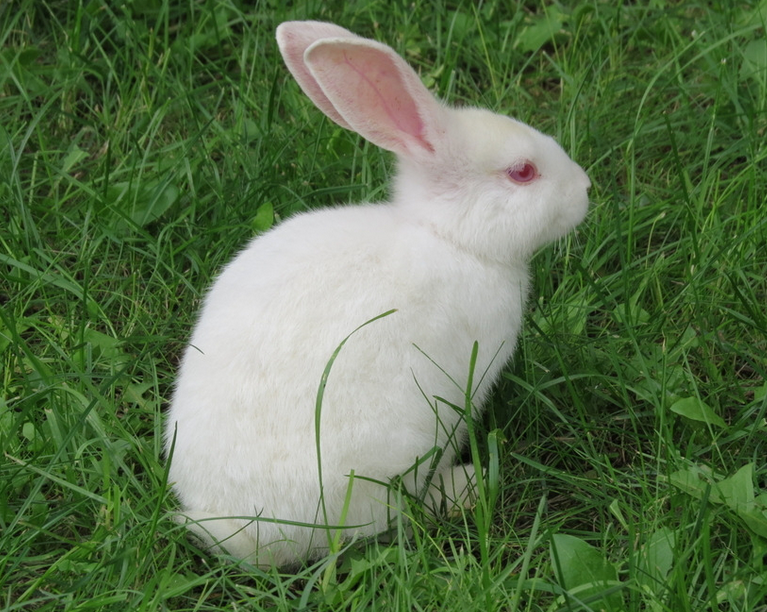 开心一刻 小白兔