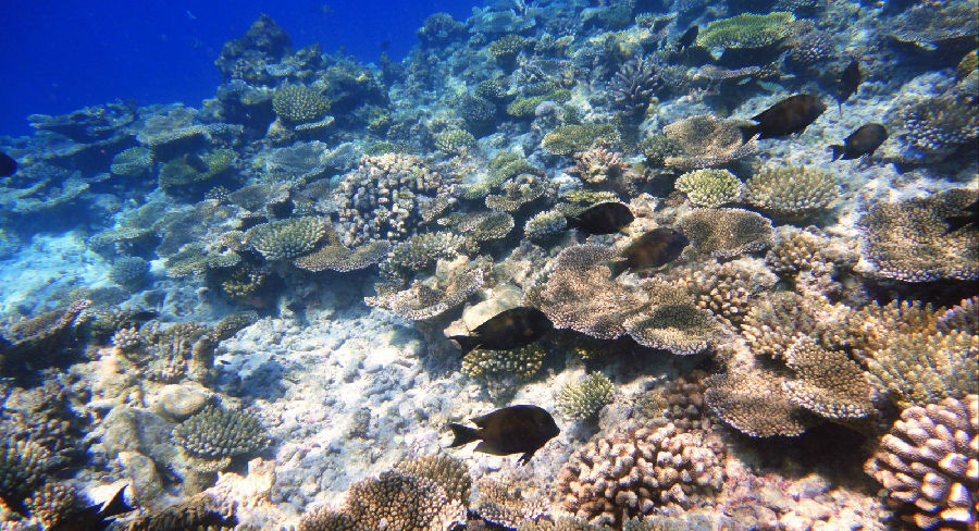 珊瑚礁.jpg