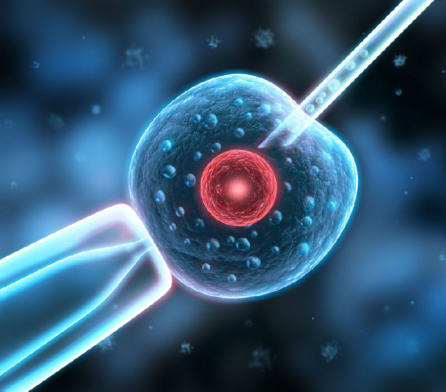 Significant progress in test-tube fertilization technology First realization of female in vivo fertilization.jpg
