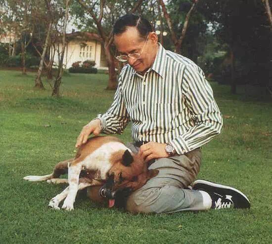 泰国男子发帖"讽刺"国王爱犬 面临37年监禁
