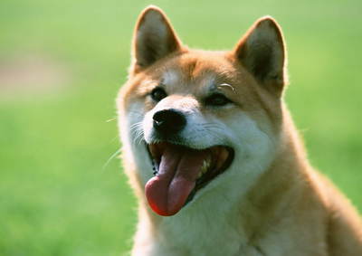 基因研究发现狗起源于中国.jpg