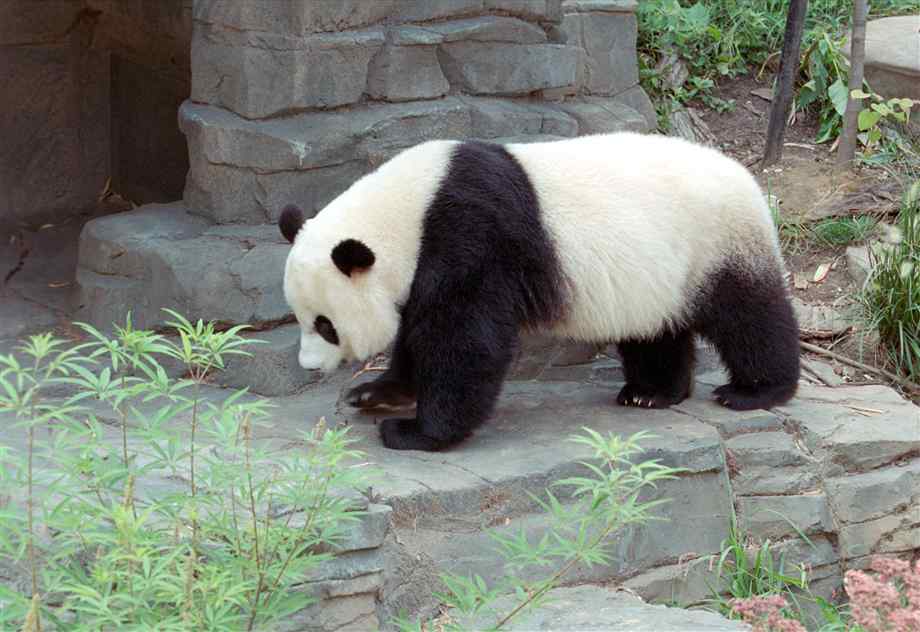 panda-all-fours.jpg