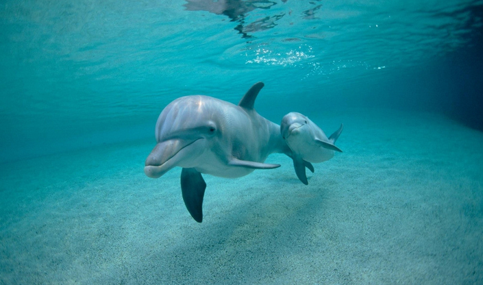 海豚.png