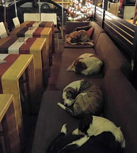 Heartwarming! A Greek cafe will take in dogs for the night after closing! .jpg