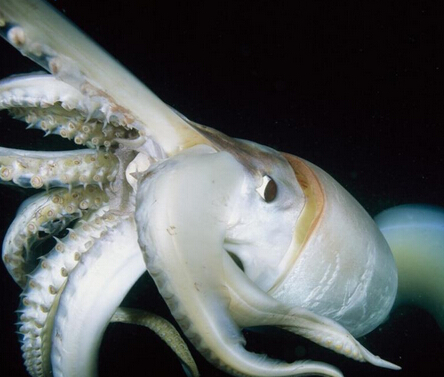 A giant squid with a length of 4 meters cruises the Japanese harbor.jpg