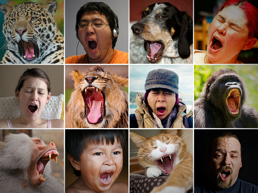why yawn contagious.jpg