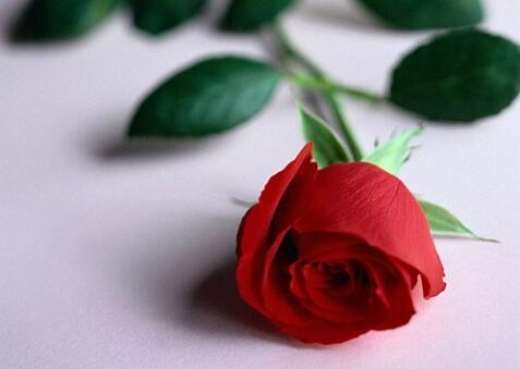 一朵红红的玫瑰.jpg
