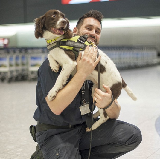 世界上最"爱钱"的狗:伦敦"嗅钱犬"5年截获千万英镑