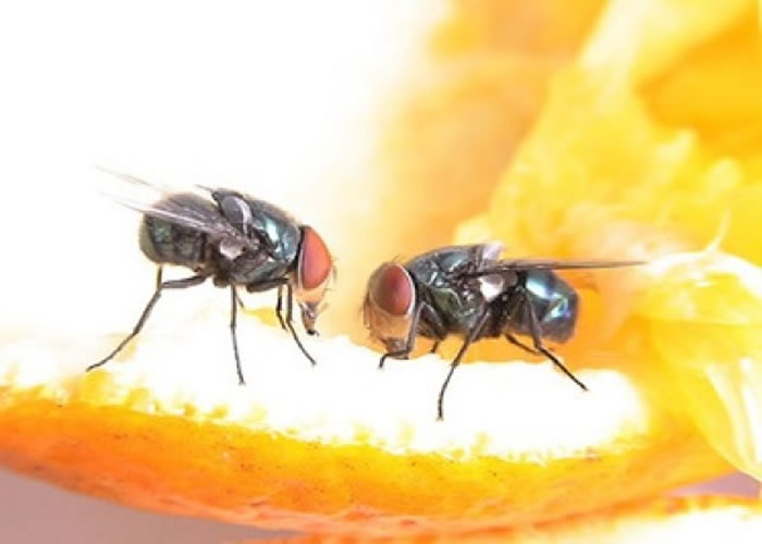 Can the food that has been stung by a fly be eaten? .jpg