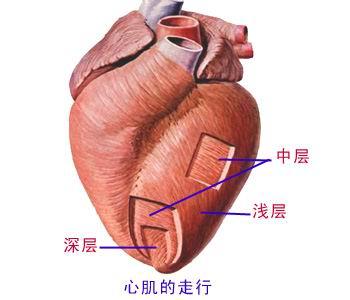 心脏中的膜层结构