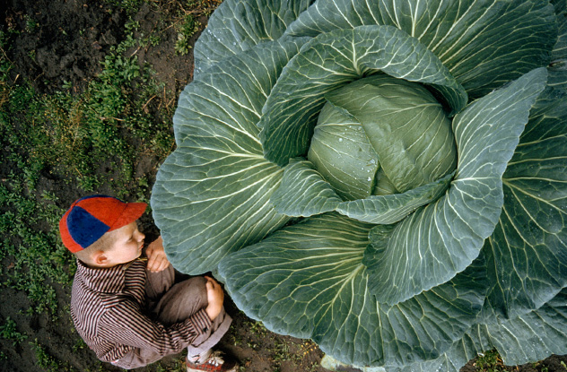阿拉斯加州的"巨型蔬菜展"