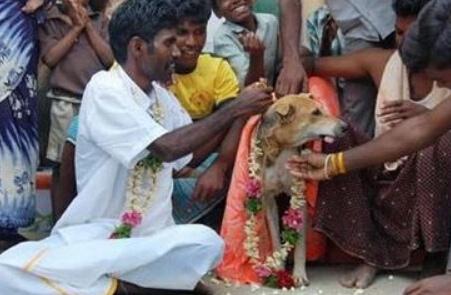 印度7岁男孩为阻邪灵入侵娶狗为妻!