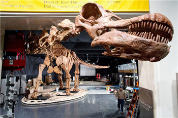 最大恐龙化石亮相美国自然历史博物馆