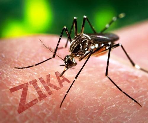 Zika virus has been brought to Europe through tourist tourists! .jpg