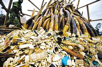 雅虎日本三年之内一共卖掉12吨象牙受谴责