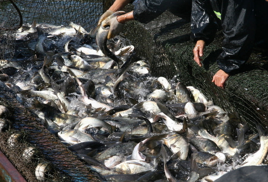 捕鱼的虚假报道对经济和环境造成影响