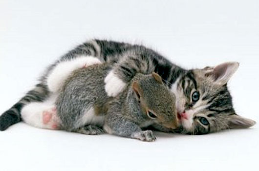 Squirrel-and-Cat.jpg