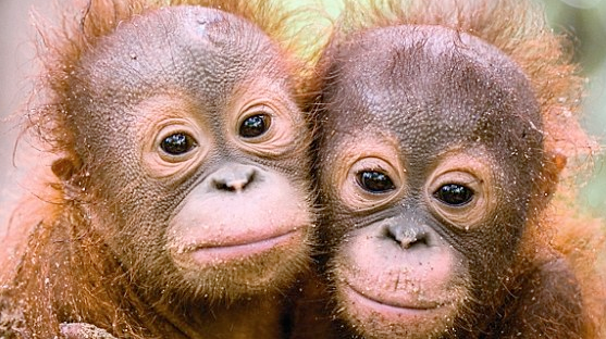 School teaches baby orangutans survival skills.png
