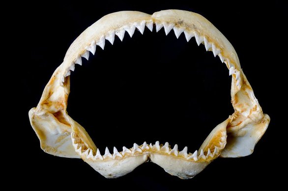 Human teeth are expected to be regenerated like shark teeth.jpg