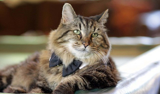 世界最长寿猫咪网络爆红:相当人类121岁