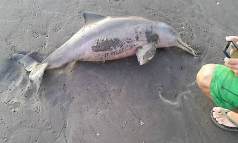阿根廷小海豚被热情游客玩死在沙滩上
