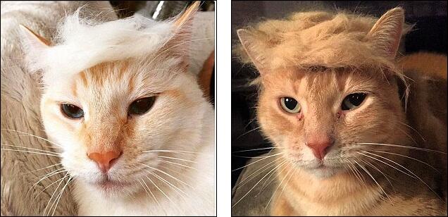 "Trump Hairstyle" is popular in the cat and pet world.jpg