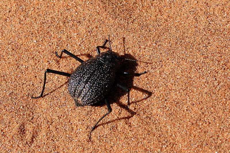 beetle.JPG