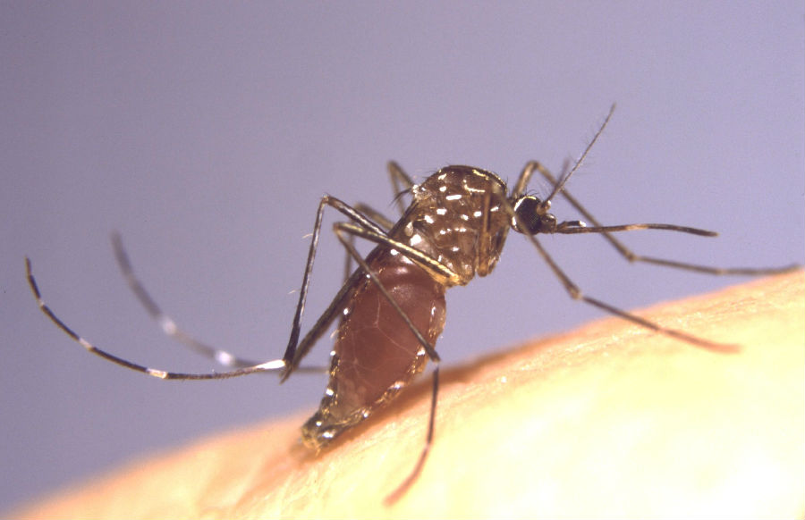 mosquito-bites.jpg