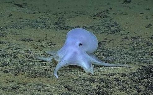 夏威夷附近海域发现新物种"幽灵章鱼"