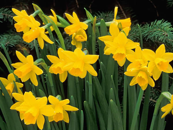 咏黄水仙花 To daffodils.jpg