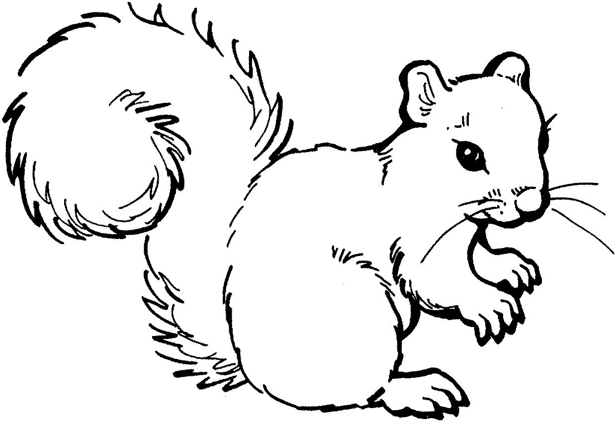 squirrel cartoon.gif