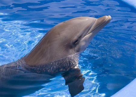 動物認知行為.jpg