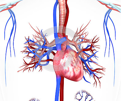 可汗学院《保健与医学:循环系统》第30期:动脉与静脉的差别(2)