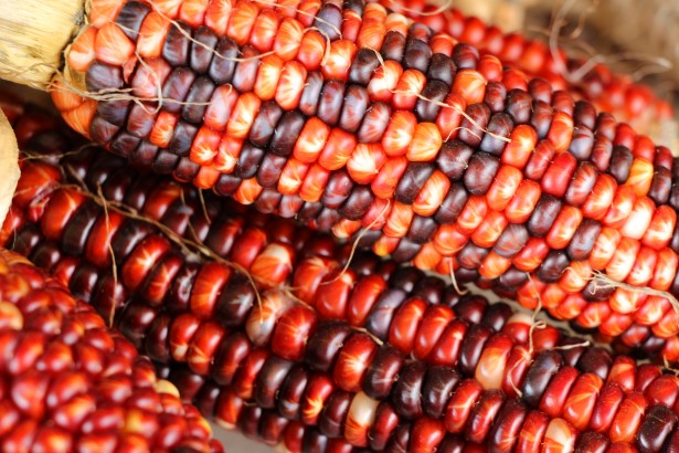 indian-corn-3.jpg