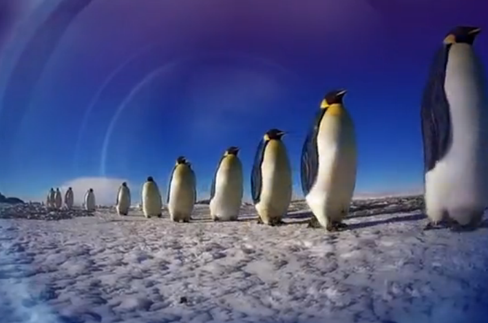 BBC纪录片《卧底企鹅帮》