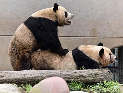 四川雅安基地直播大熊猫交配 用时4分33秒