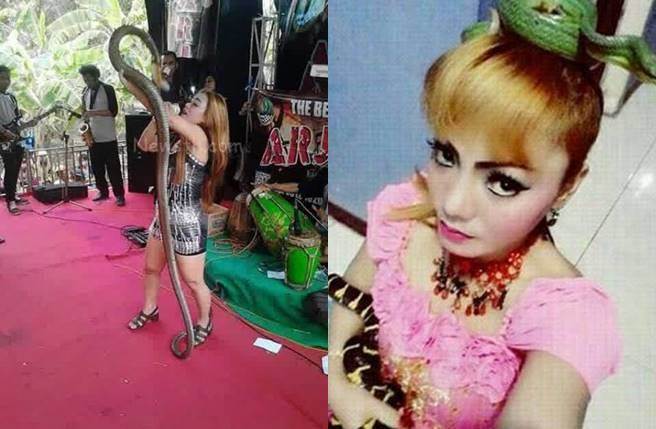 An Indonesian female singer who was bitten by a poisonous snake insisted on performing a poisonous act and died.jpg