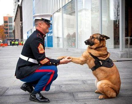 美国军犬卢卡获动物界最高荣誉:迪金勋章