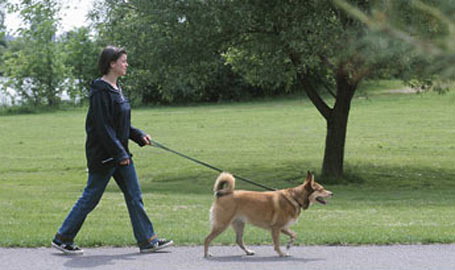walk-a-dog.jpg