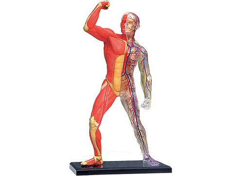 musculoskeletal system.jpg