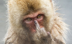 Funny! Japanese macaque taking a bath was photographed secretly. Middle finger expresses protest.jpg